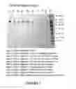 Fig. 06 - Botulinum Chimera Compositions for Axonal Regenerative Therapy During Spinal Cord Injury
