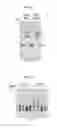 Fig. 08 - Compositions and methods for treatment of homocystinuria