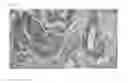 Fig. 03 - NOVEL CANCER ANTIGEN EEF2
