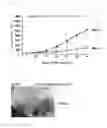Fig. 10 - NOVEL CANCER ANTIGEN EEF2