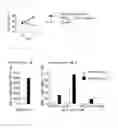 Fig. 15 - NOVEL CANCER ANTIGEN EEF2