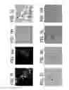 Fig. 10 - Bacillus based delivery system and methods of use