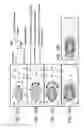 Fig. 16 - Bacillus based delivery system and methods of use