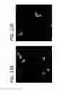 Fig. 18 - Bacillus based delivery system and methods of use