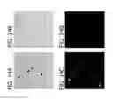 Fig. 20 - Bacillus based delivery system and methods of use