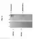 Fig. 21 - Bacillus based delivery system and methods of use