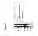 Fig. 09 - Prostate kallikrein allergen