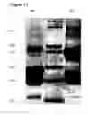 Fig. 13 - Prostate kallikrein allergen