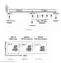 Fig. 19 - COMPOSITIONS AND METHODS FOR SELECTIVELY MODULATING TREGS