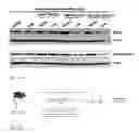 Fig. 26 - COMPOSITIONS AND METHODS FOR SELECTIVELY MODULATING TREGS