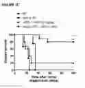 Fig. 04 - Methods of treatment with antagonists against PD-1 and PD-L1 in combination with radiation therapy