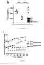Fig. 06 - METHODS AND PHARMACEUTICAL COMPOSITIONS (CTPS 1 INHIBITORS, E.G. NORLEUCINE) FOR INHIBITING T CELL PROLIFERATION IN A SUBJECT IN NEED THEREOF