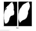Fig. 06 - NOVEL METHODS OF USE OF BIOMIMETIC PROTEOGLYCANS
