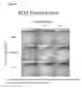 Fig. 06 - NANODELIVERY DEVICE FOR THERAPEUTIC LOADING OF CIRCULATING ERYTHROCYTES