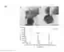 Fig. 13 - Functionalization of and use of functionalized second harmonic generating nanoprobes