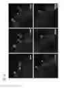 Fig. 16 - Functionalization of and use of functionalized second harmonic generating nanoprobes