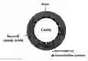 Fig. 01 - Metal Oxide Nanoparticle-Based Magnetic Resonance Imaging Contrast Agent with a Central Cavity