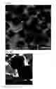 Fig. 04 - Metal Oxide Nanoparticle-Based Magnetic Resonance Imaging Contrast Agent with a Central Cavity