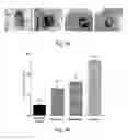 Fig. 12 - Microbicidal composite material