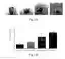 Fig. 15 - Microbicidal composite material