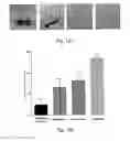Fig. 19 - Microbicidal composite material