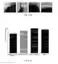 Fig. 20 - Microbicidal composite material