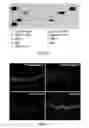 Fig. 08 - Mesenchymal Stem Cell-Hydrogel-Biodegradable or Mesenchymal Stem Cell-Hydrogel-Undegradable Support Composition for Skin Regeneration or Wound Healing