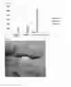 Fig. 09 - Bone graft composition and preparation method thereof