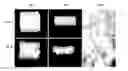 Fig. 01 - Collagenous foam materials