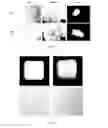 Fig. 03 - Collagenous foam materials