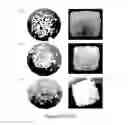 Fig. 04 - Collagenous foam materials