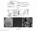 Fig. 12 - Decellularized adipose tissue