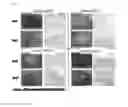 Fig. 07 - HYBRID GEL COMPRISING PARTICULATE DECELLULARIZED TISSUE