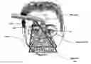 Fig. 01 - MULTIFUNCTIONAL DEVICE FOR THE TREATMENT OF HEADACHE AND MOOD DISORDERS
