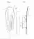 Fig. 02 - Mesh for a snowshoe