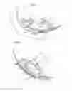Fig. 03 - Mesh for a snowshoe