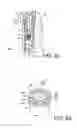 Fig. 16 - Ejection function for a positive-displacement pipetting system
