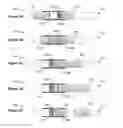 Fig. 06 - Bead manipulation techniques