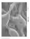 Fig. 13 - Nonwoven abrasive articles and methods of making the same