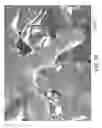 Fig. 24 - Nonwoven abrasive articles and methods of making the same