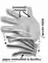 Fig. 01 - Flexible and stretchable electronic strain-limited layer for soft actuators