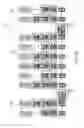 Fig. 11 - FLEXIBLE PRESSLINE UTILIZING MODULAR PRINT ZONES
