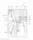 Fig. 01 - Agricultural vehicle comprising a cab window having changeable transparency