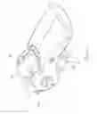 Fig. 12 - Ratchet buckle