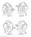 Fig. 08 - Wearable Electronic Signaling Devices