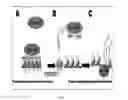 Fig. 02 - Compositions and methods for cancer detection and treatment