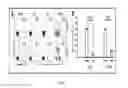 Fig. 04 - Compositions and methods for cancer detection and treatment