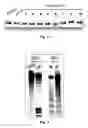 Fig. 03 - Compounds and methods for myotonic dystrophy therapy