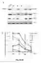 Fig. 08 - Compounds and methods for myotonic dystrophy therapy