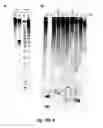 Fig. 11 - Compounds and methods for myotonic dystrophy therapy
